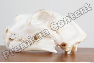 Skull photo reference 0047